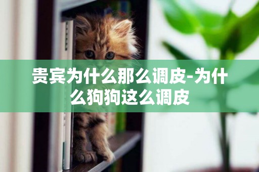 貴賓為什么那么調皮-為什么狗狗這么調皮