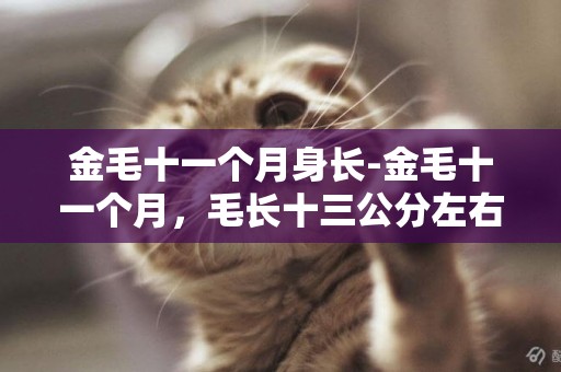 金毛十一個月身長-金毛十一個月，毛長十三公分左右，體重50公斤左右，這樣算是正常的嗎？我很擔心我家狗