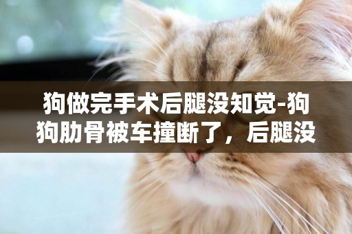 狗做完手術后腿沒知覺-狗狗肋骨被車撞斷了，后腿沒有了知覺，做手術后還能戰起來走路嗎？急……