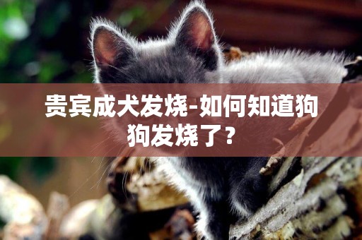 貴賓成犬發燒-如何知道狗狗發燒了？