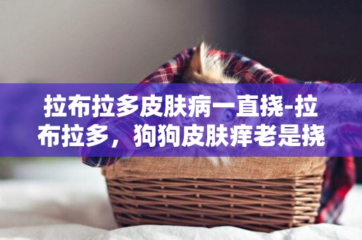 拉布拉多皮膚病一直撓-拉布拉多，狗狗皮膚癢老是撓