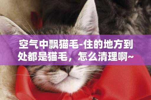 空氣中飄貓毛-住的地方到處都是貓毛，怎么清理啊~？