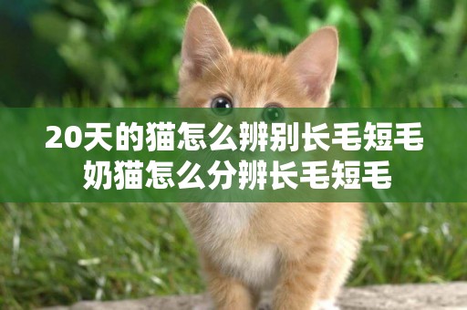 20天的貓怎么辨別長毛短毛 奶貓怎么分辨長毛短毛