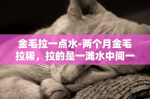 金毛拉一點水-兩個月金毛拉稀，拉的是一灘水中間一點便便