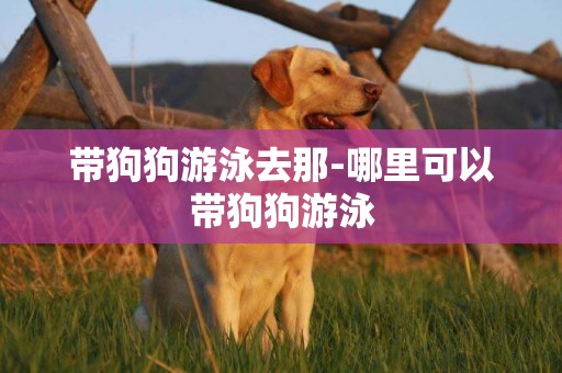 帶狗狗游泳去那-哪里可以帶狗狗游泳