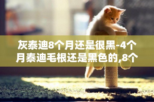 灰泰迪8個月還是很黑-4個月泰迪毛根還是黑色的,8個月時才轉灰了嗎