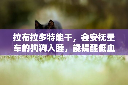 拉布拉多特能干，會安撫暈車的狗狗入睡，能提醒低血糖的主人吃藥 