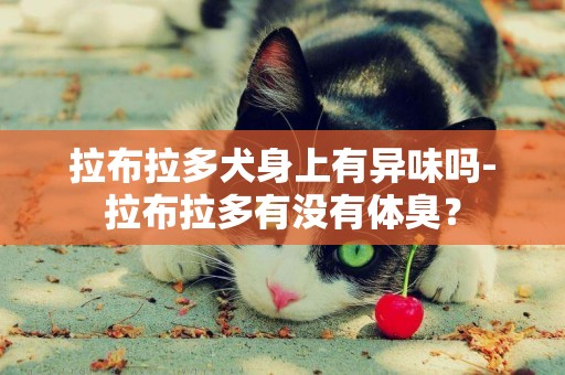 拉布拉多犬身上有異味嗎-拉布拉多有沒有體臭？