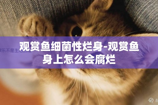 觀賞魚細菌性爛身-觀賞魚身上怎么會腐爛