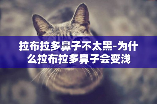 拉布拉多鼻子不太黑-為什么拉布拉多鼻子會變淺