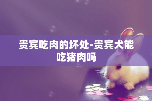 貴賓吃肉的壞處-貴賓犬能吃豬肉嗎