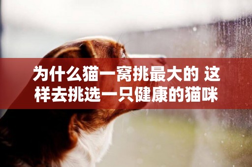 為什么貓一窩挑最大的 這樣去挑選一只健康的貓咪