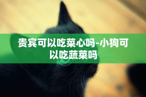 貴賓可以吃菜心嗎-小狗可以吃蔬菜嗎
