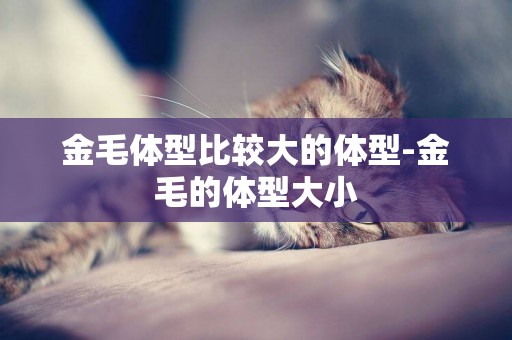 金毛體型比較大的體型-金毛的體型大小