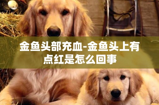 金魚頭部充血-金魚頭上有點紅是怎么回事