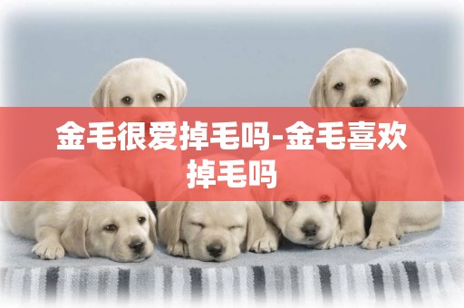 金毛很愛掉毛嗎-金毛喜歡掉毛嗎