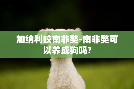 加納利咬南非獒-南非獒可以養成狗嗎?