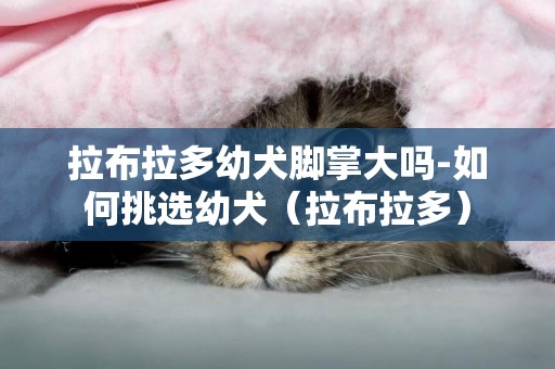 拉布拉多幼犬腳掌大嗎-如何挑選幼犬（拉布拉多）