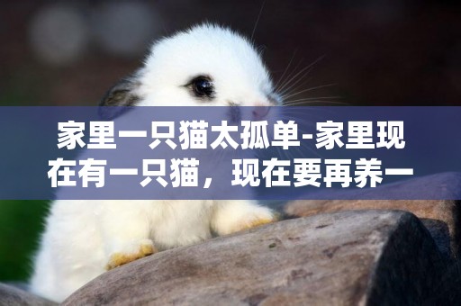 家里一只貓太孤單-家里現在有一只貓，現在要再養一只應該注意什么