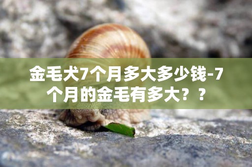 金毛犬7個月多大多少錢-7個月的金毛有多大？？