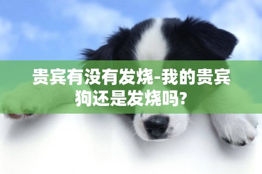 貴賓有沒有發燒-我的貴賓狗還是發燒嗎?
