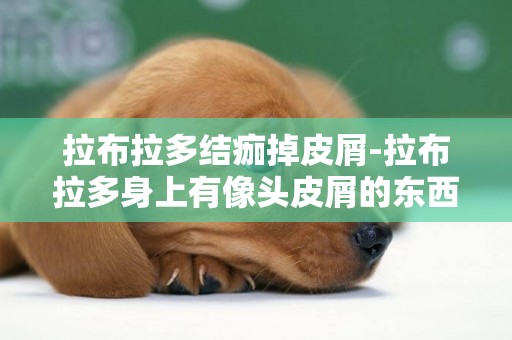 拉布拉多結痂掉皮屑-拉布拉多身上有像頭皮屑的東西