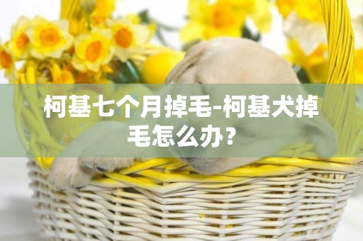 柯基七個月掉毛-柯基犬掉毛怎么辦？