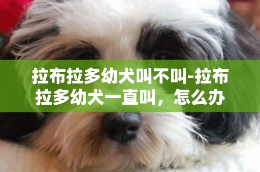拉布拉多幼犬叫不叫-拉布拉多幼犬一直叫，怎么辦