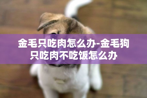 金毛只吃肉怎么辦-金毛狗只吃肉不吃飯怎么辦