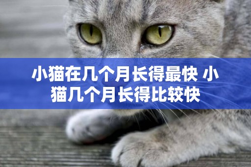 小貓在幾個月長得最快 小貓幾個月長得比較快