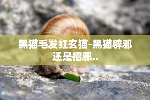 黑貓毛發紅玄貓-黑貓辟邪還是招邪..