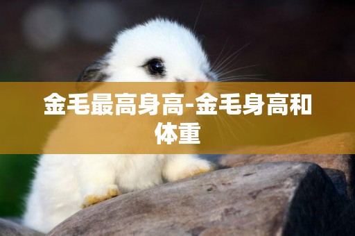 金毛最高身高-金毛身高和體重