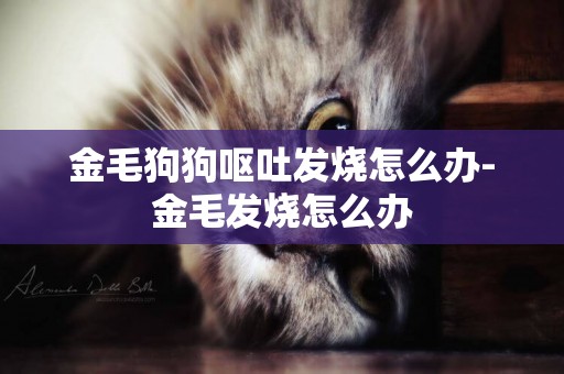金毛狗狗嘔吐發燒怎么辦-金毛發燒怎么辦