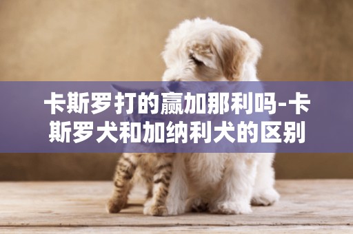 卡斯羅打的贏加那利嗎-卡斯羅犬和加納利犬的區別