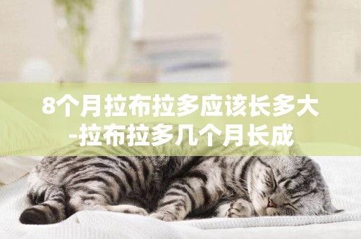 8個月拉布拉多應該長多大-拉布拉多幾個月長成