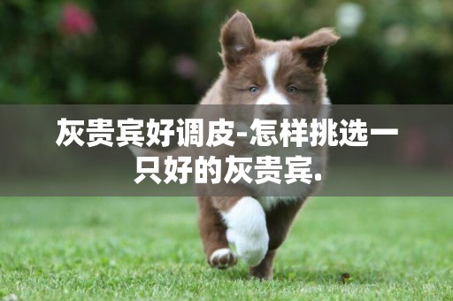 灰貴賓好調皮-怎樣挑選一只好的灰貴賓.
