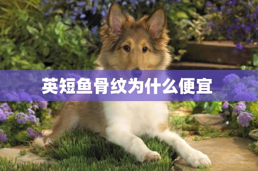 英短魚骨紋為什么便宜 