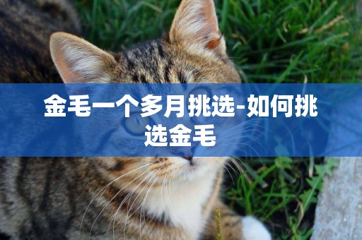 金毛一個多月挑選-如何挑選金毛