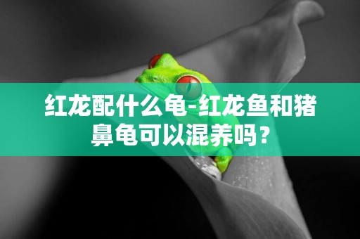 紅龍配什么龜-紅龍魚和豬鼻龜可以混養嗎？