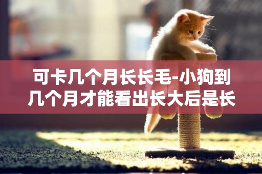 可卡幾個月長長毛-小狗到幾個月才能看出長大后是長毛短毛