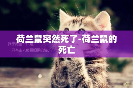 荷蘭鼠突然死了-荷蘭鼠的死亡