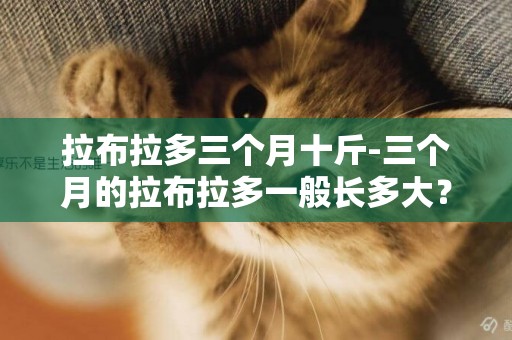 拉布拉多三個月十斤-三個月的拉布拉多一般長多大？