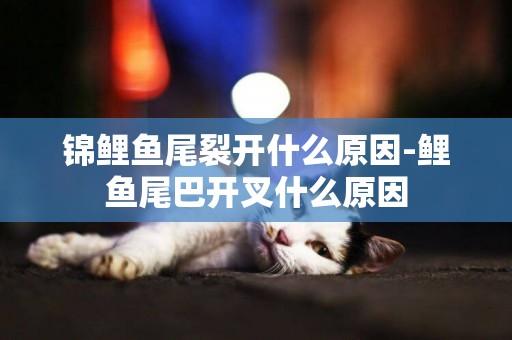 錦鯉魚尾裂開什么原因-鯉魚尾巴開叉什么原因