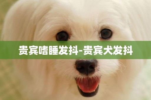貴賓嗜睡發抖-貴賓犬發抖