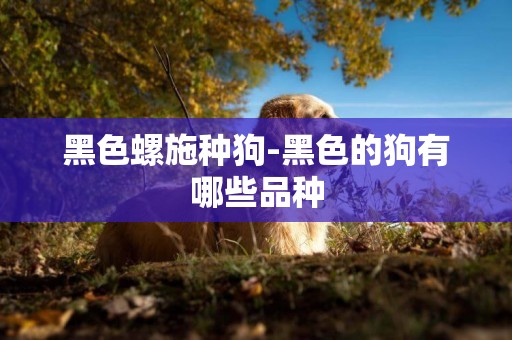 黑色螺施種狗-黑色的狗有哪些品種