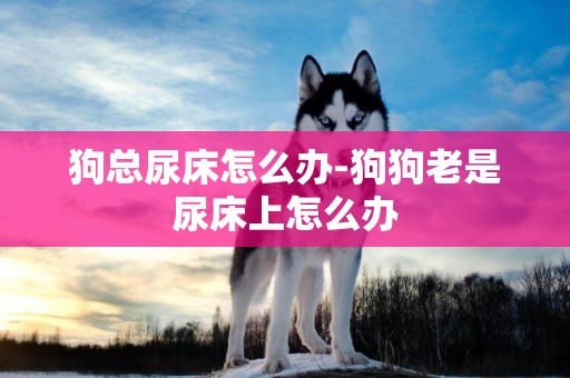 狗總尿床怎么辦-狗狗老是尿床上怎么辦