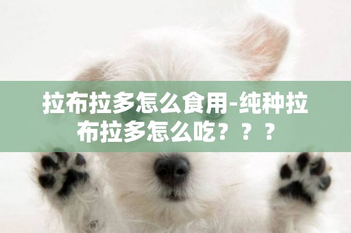 拉布拉多怎么食用-純種拉布拉多怎么吃？？？
