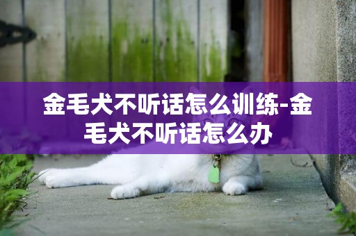 金毛犬不聽話怎么訓練-金毛犬不聽話怎么辦