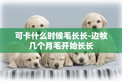 可卡什么時候毛長長-邊牧幾個月毛開始長長