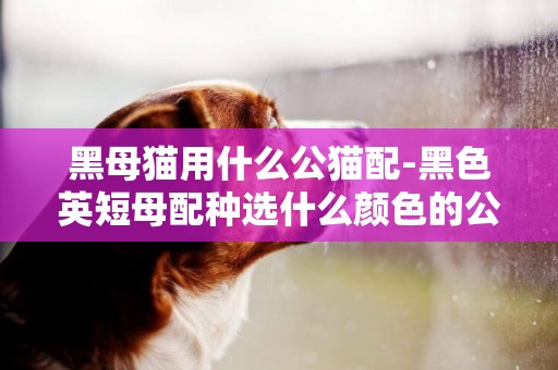 黑母貓用什么公貓配-黑色英短母配種選什么顏色的公貓好